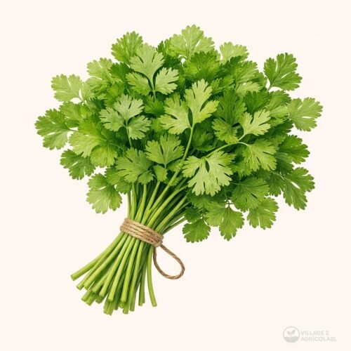 Fresh-Coriander
