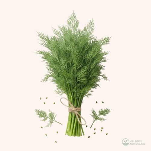 Dill 1 Pallet 95 Boxes (20 Bunches)