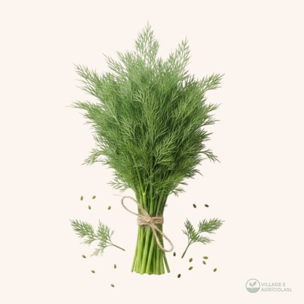 Dill 1 Pallet 95 Boxes (20 Bunches)