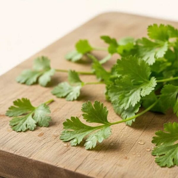 Fresh Coriander Pallet (95 Boxes 20 Bunches)