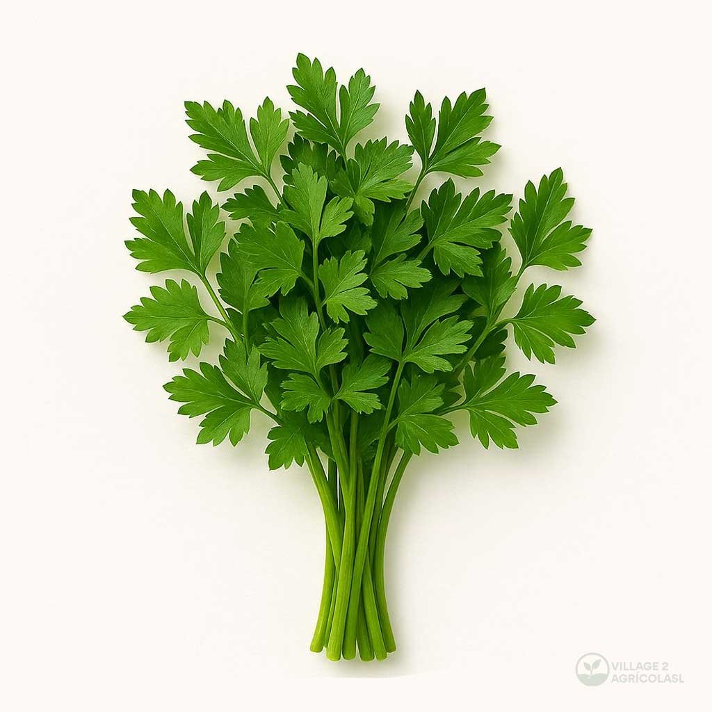 Parsley 1 Pallet 75 boxes