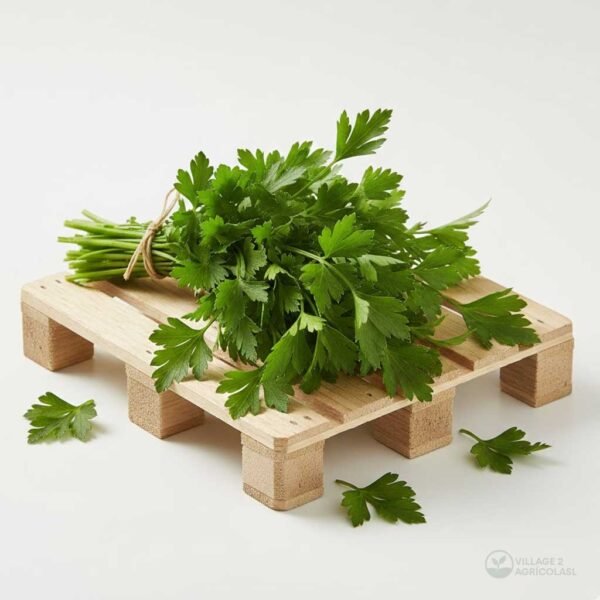Parsley 1 Pallet 75 boxes