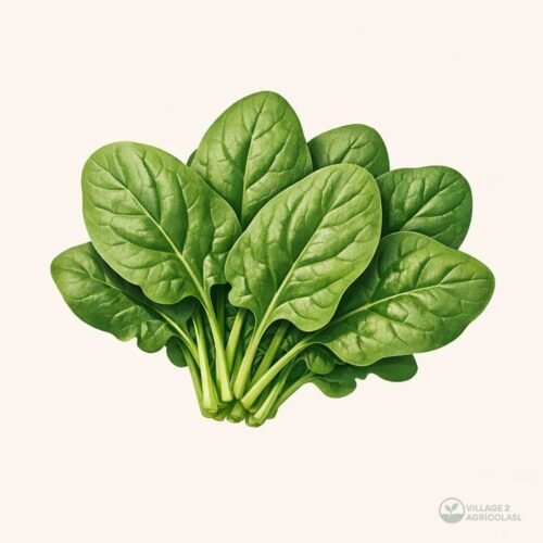 Spinach 1 Pallet 75 boxes (20 bunches)