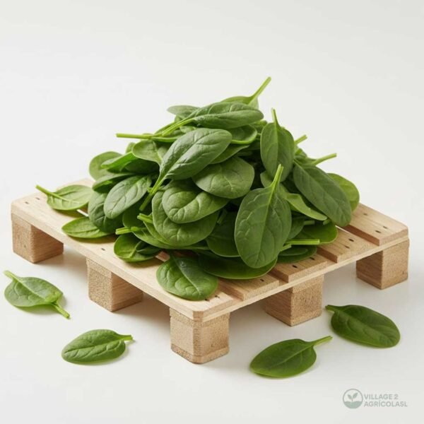 Spinach 1 Pallet 75 boxes (20 Bunches)