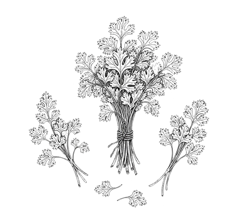 Coriander Village 2 Agricola