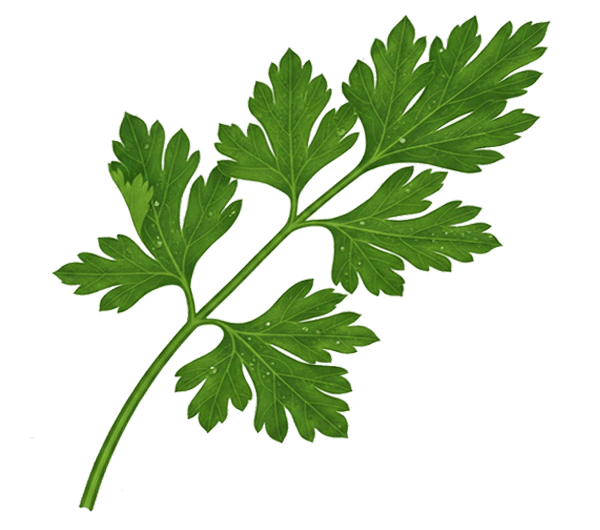 Coriander-leaf