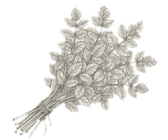 Village 2 Agricola Mint