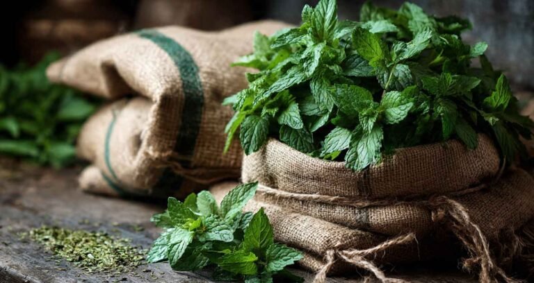 herbs-for-everyday-cooking